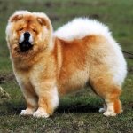 Chow Chow