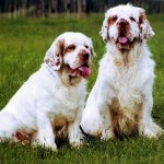 Clumber Spaniel