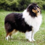Collie de Pelo Largo