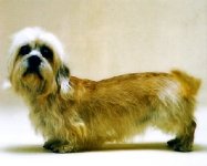Dandis Dinmont Terrier 
