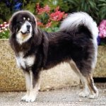 Dogo del Tibet