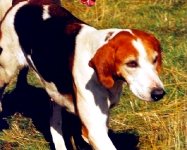 English Foxhound