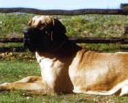 Fila Brasileiro