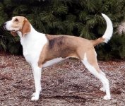 Foxhound Americano