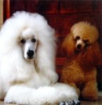 frenchpoodle.jpg
