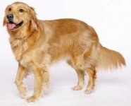 golden-retriever.jpg