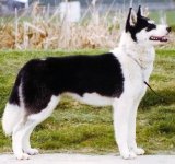 Husky Siberiano