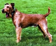 Irish Terrier