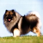 Keeshond