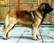 leonberger