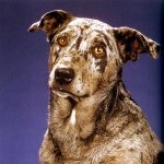 Louisiana Catahoula Leopard Dog