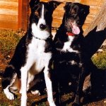 Lurcher
