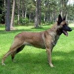 Malinois