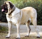Mastin ( Mastiff )