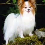 Papillon