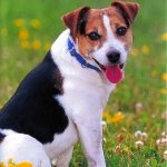 Parson Lack Russell Terrier