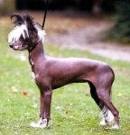 Perro Crestado Chino