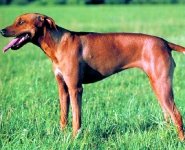 Perro Crestado Rodesiano