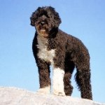 Perro de Agua Portugues