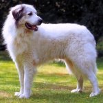 Perro de los Pirineos