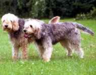 Perro de Nutria