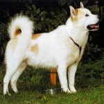 Perro Esquimal Canadiense