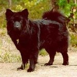 Perro Sueco de Laponia