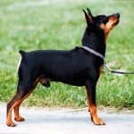 Pinscher Miniatura