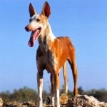 Podenco Ibicenco