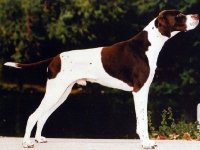 Pointer Ingles
