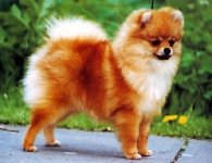 Pomerania