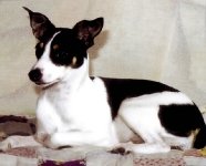 Rat Terrier