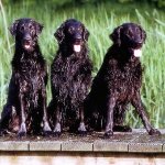 Retriever de Pelo Liso