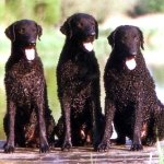 Retriever de Pelo Rizado