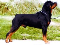 Rottweiler