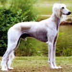 Saluki