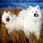 Samoyedo
