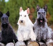 Scottish Terrier