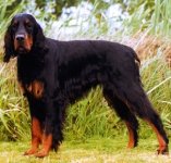 Setter Gordon