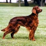 Setter Irlandes Rojo