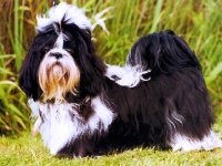 Shih Tzu