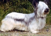 Skye Terrier