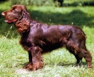 Spaniel de Campo