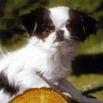 Spaniel Japones
