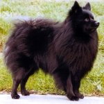 Spitz Aleman Mediano