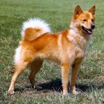 Spitz Finlandes