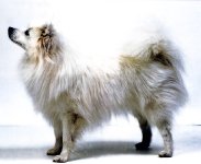 Spitz Japones