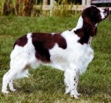 Springer Spaniel Ingles