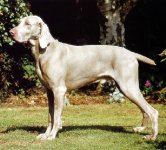 Weimaraner