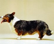 Welsh Corgi Cardigan